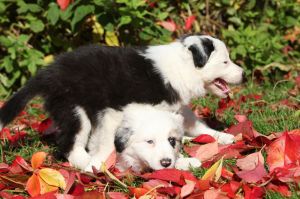 Pflege Border Collie