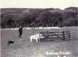 Sheepdog Trail mit Border Collie 1915