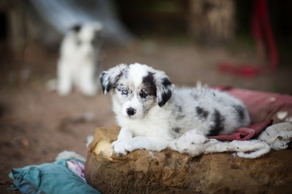 Border Collie Welpen werden bereits beim Züchter sozialisiert