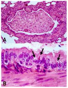 Staupe Virus beim Hund