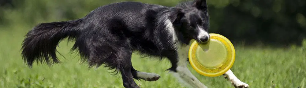 Border Collie Fotos und Bilder | myBorderCollie.de
