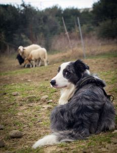 Urlaub mit und für den Border Collie - Hütetraining