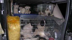Husky Welpen aus dem Kofferraum