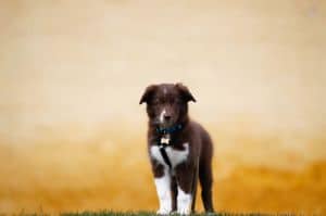 Border Collie Welpen stubenrein