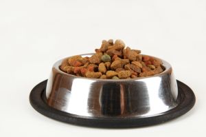Wie viel Futter für den Border Collie?