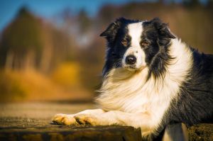 Wie viel darf der Border Collie wiegen?