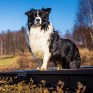 Wurmkur Border Collie