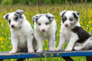 Border Collie Welpen Wurmkur