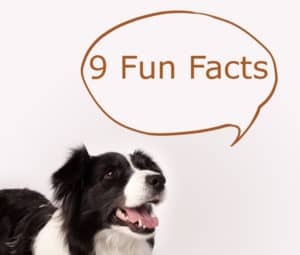 Border Collie Fun Facts