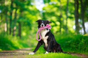 Border Collie kaufen