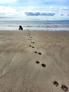 Wohin mit dem Border Collie im Urlaub?