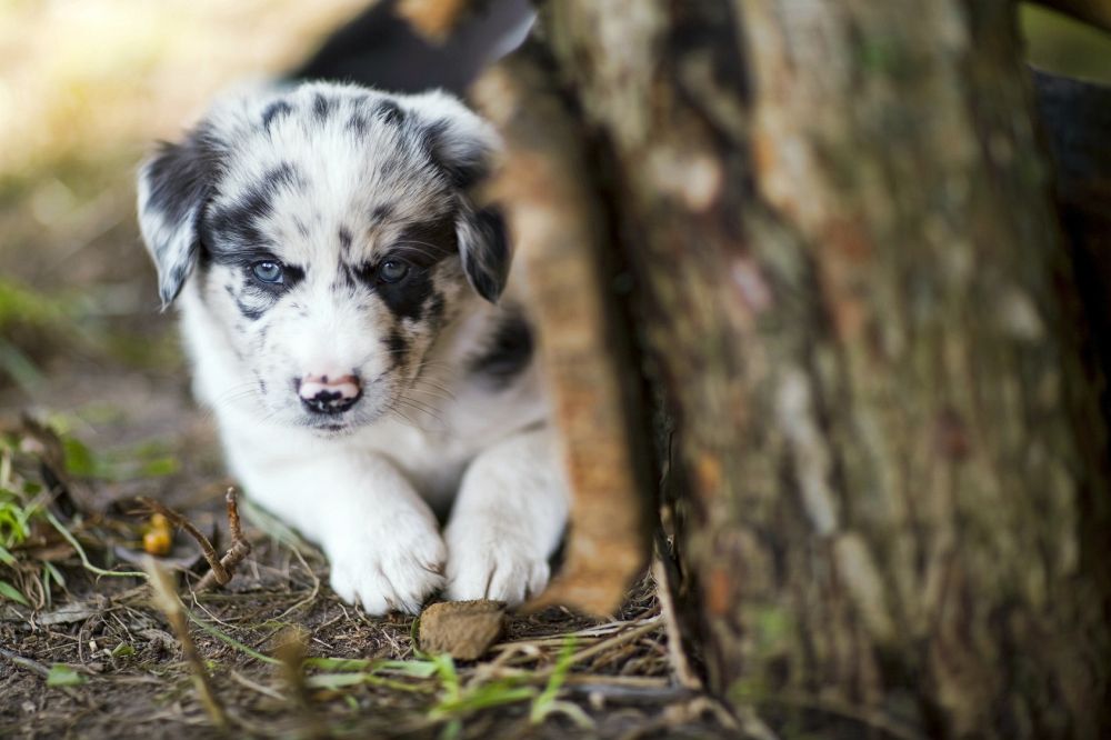 Border collie welpen kaufen