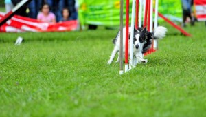 Border Collie kaufen: Verantwortung