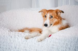 Beschäftigung Border Collie