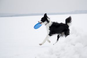 Border Collie Beschäftigung im Winter