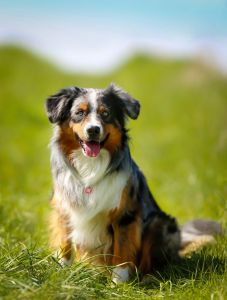 Motivation Border Collie