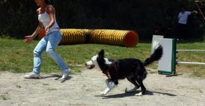 Wie kann ich meinen Border Collie beschäftigen?