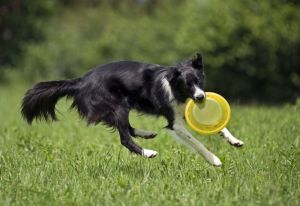 Wie Border Collie beschäftigen?