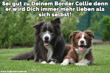 Border Collie Zitate und Sprüche myBorderCollie.de