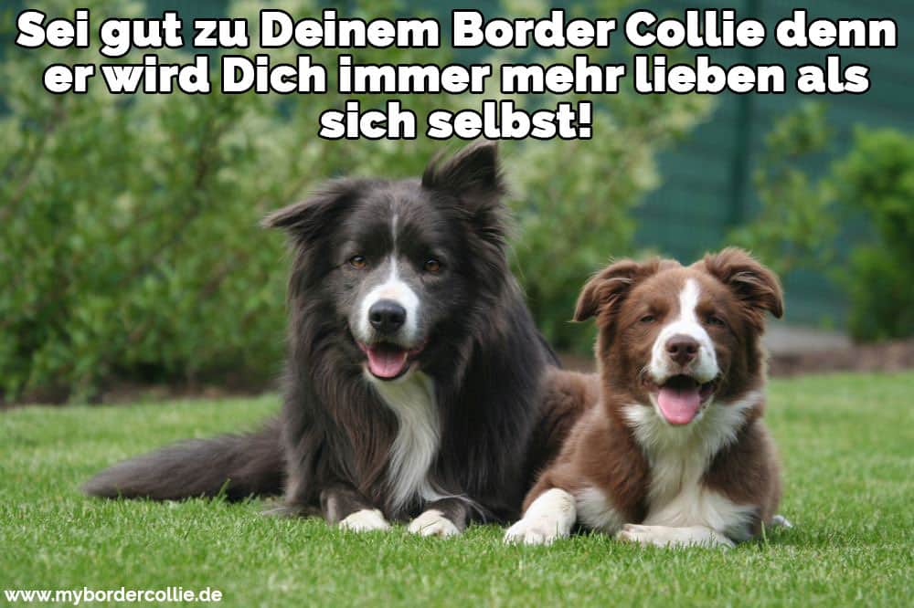 Border Collie Zitate Und Sprüche Mybordercolliede