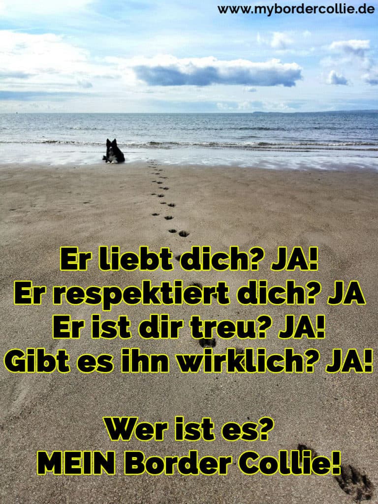 Border Collie Zitate und Sprüche myBorderCollie.de