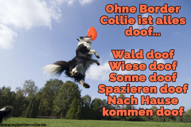 Border Collie Zitate und Sprüche myBorderCollie.de