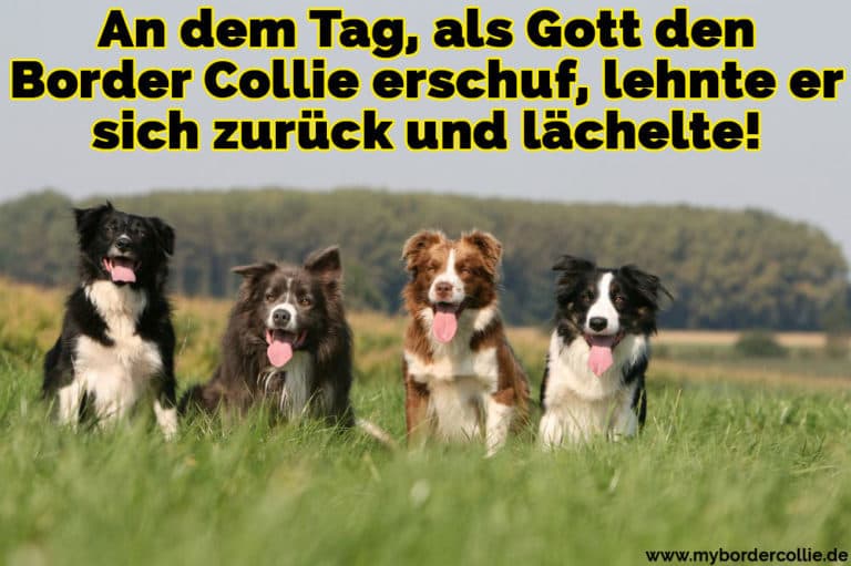 Border Collie Zitate und Sprüche myBorderCollie.de