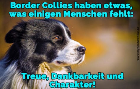 Border Collie Zitate und Sprüche myBorderCollie.de