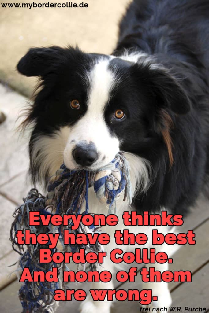 Border Collie Zitate und Sprüche myBorderCollie.de