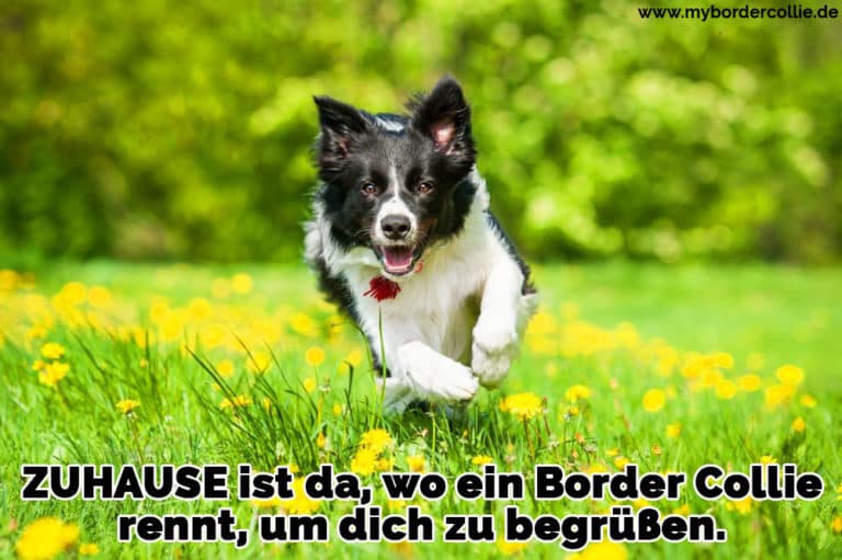 Border Collie Zitate und Sprüche myBorderCollie.de