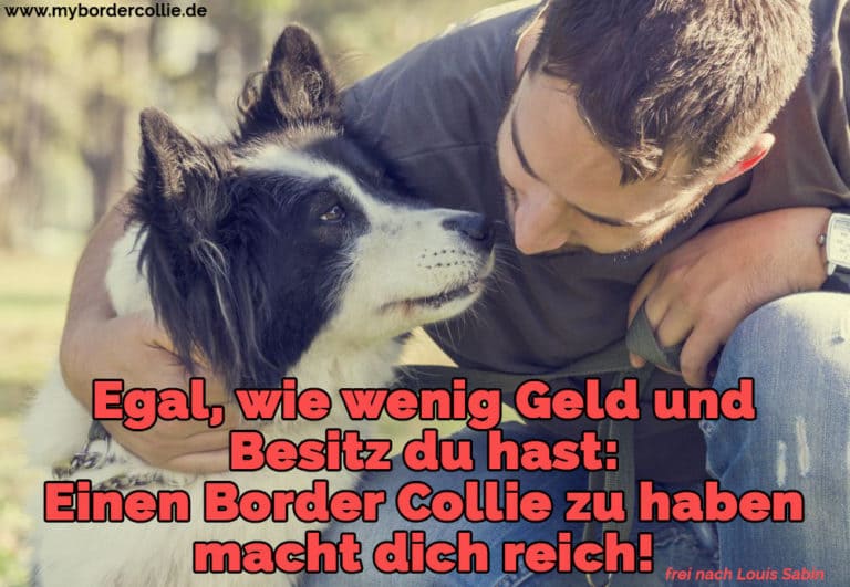 Border Collie Zitate und Sprüche myBorderCollie.de