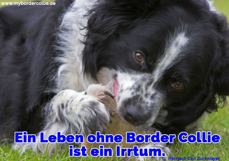 Border Collie Zitate und Sprüche myBorderCollie.de