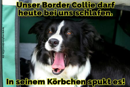 Border Collie Zitate und Sprüche myBorderCollie.de