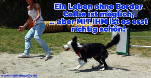 Border Collie Zitate und Sprüche myBorderCollie.de