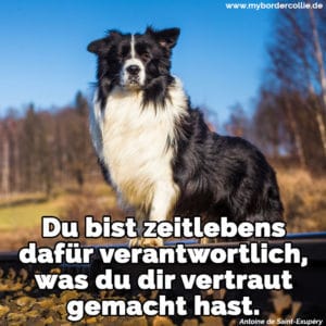 Border Collie Zitate und Sprüche myBorderCollie.de