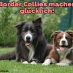 Zwei Border Collies auf Gras