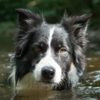 Border Collie Etalon zur Paarung