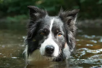 Border Collie Etalon zur Paarung