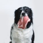 Barf, Rohfutter für den Border Collie