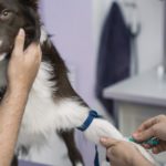 Border Collie wird beim Tierarzt behandelt.