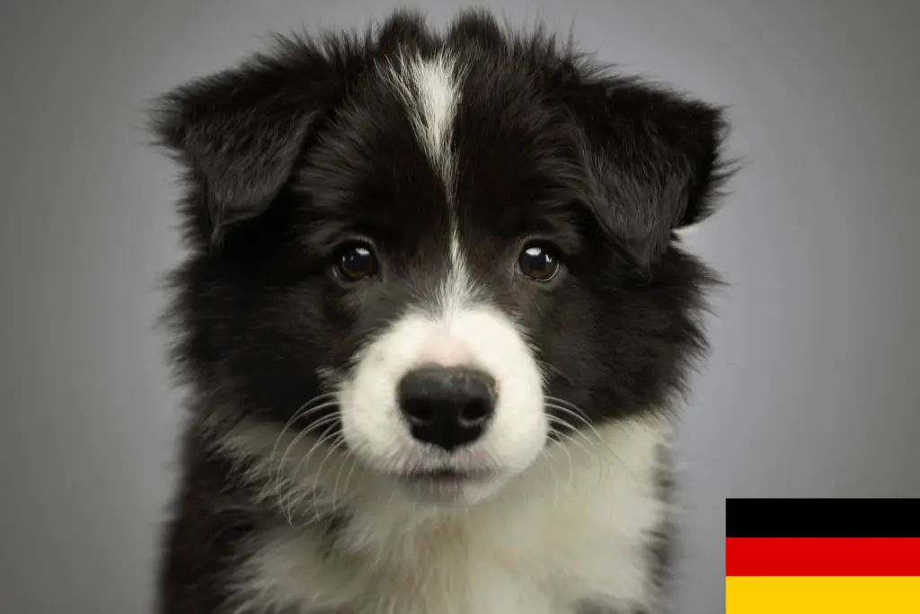 Border Collie Züchter mit Welpen Deutschland
