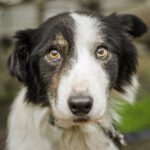 Border Collie in Not, aus dem Tierheim oder Tierschutz