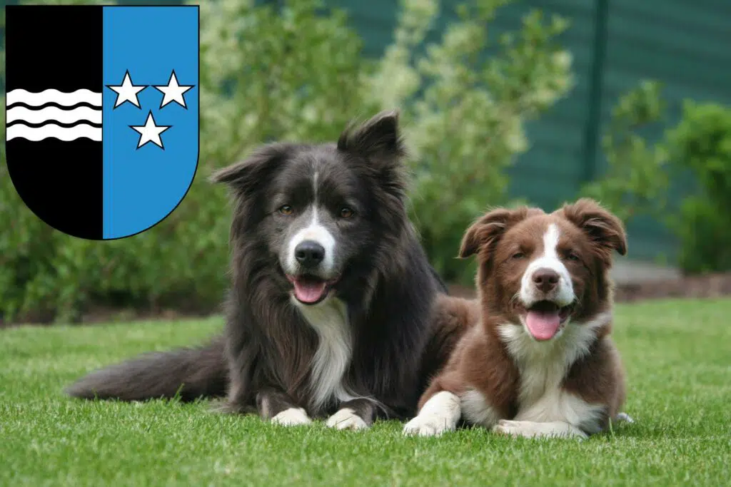 Border Collie Züchter mit Welpen Aargau, Schweiz