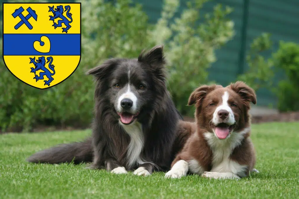 Border Collie Züchter mit Welpen Alsdorf, Nordrhein-Westfalen