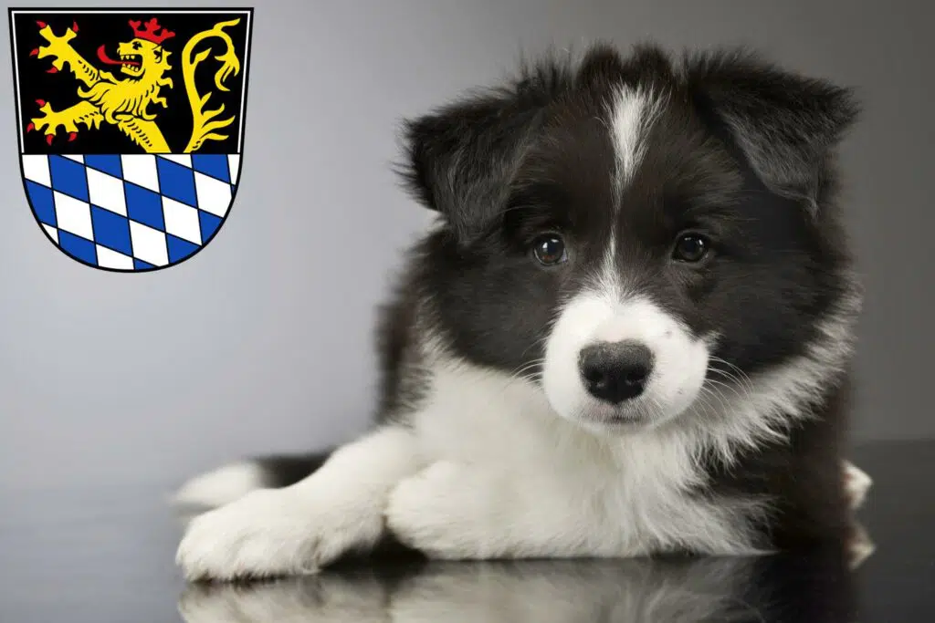 Border Collie Züchter mit Welpen Amberg, Bayern