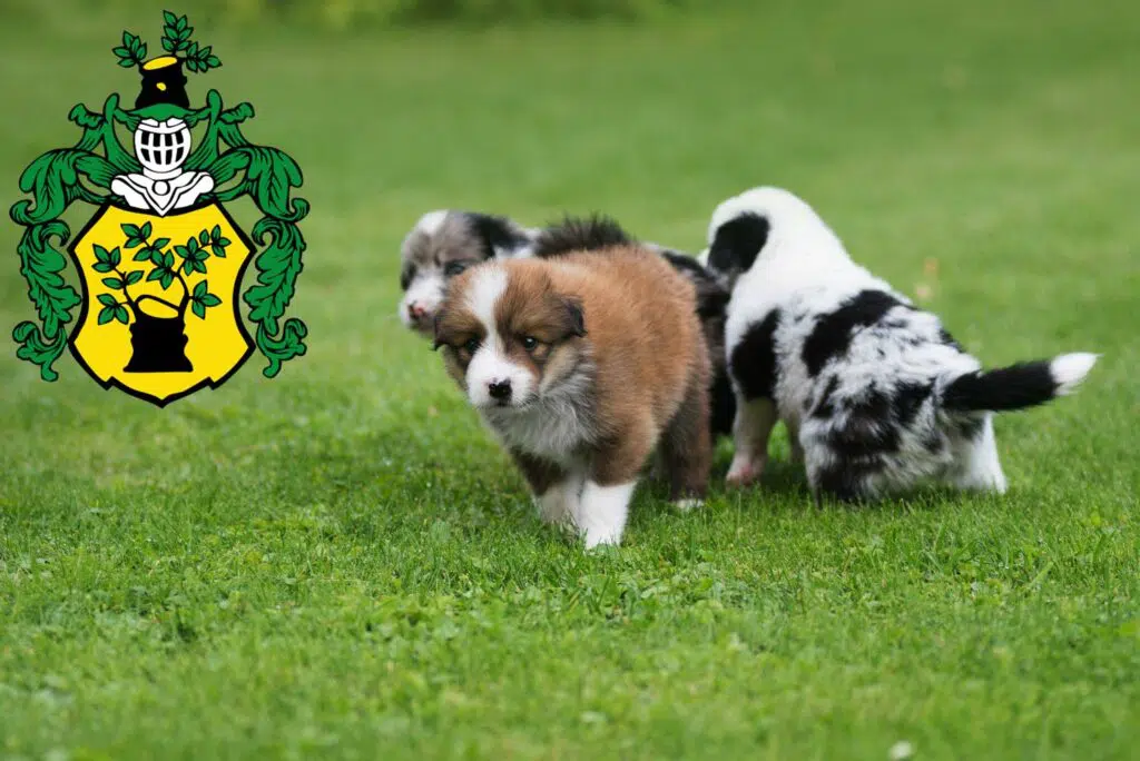 Border Collie Züchter mit Welpen Apolda, Thüringen