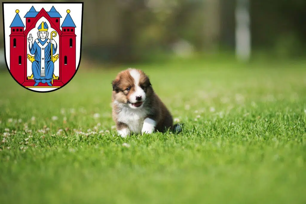 Border Collie Züchter mit Welpen Aschaffenburg, Bayern