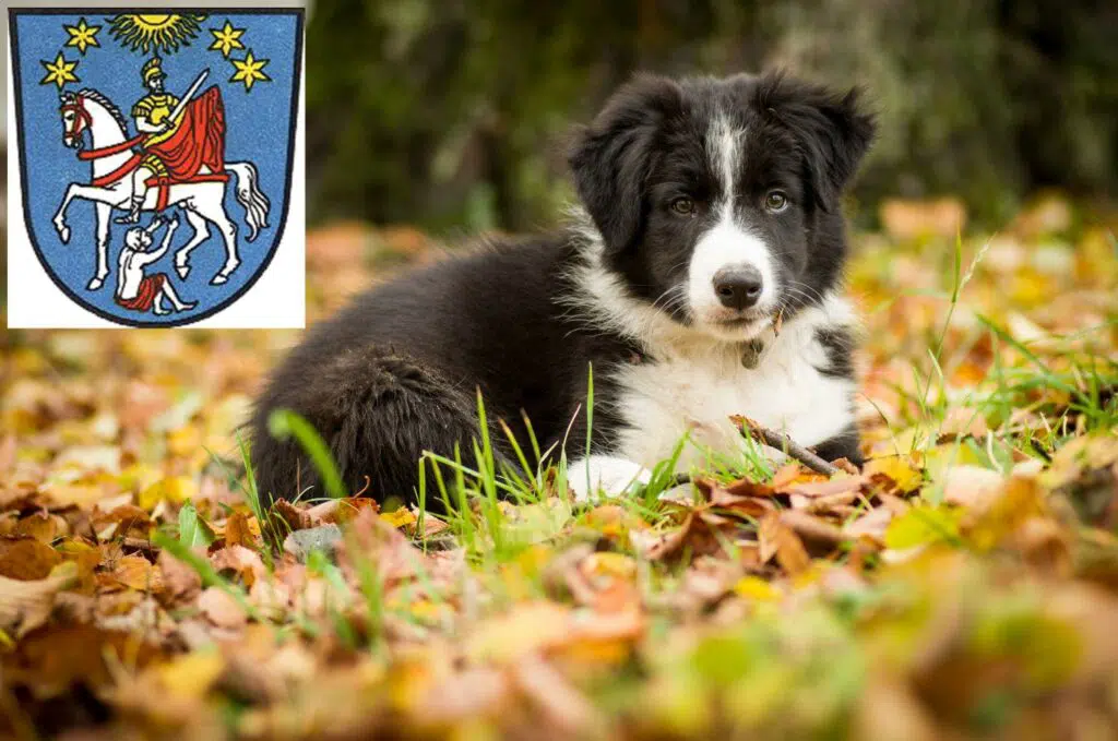 Border Collie Züchter mit Welpen Bad Ems, Rheinland-Pfalz