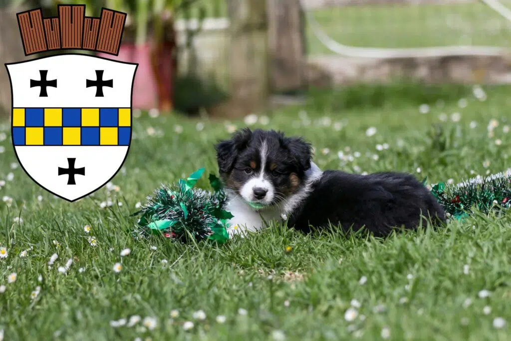 Border Collie Züchter mit Welpen Bad Kreuznach, Rheinland-Pfalz