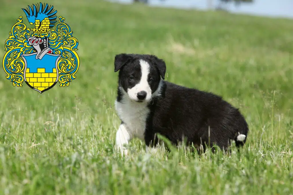 Border Collie Züchter mit Welpen Bautzen, Sachsen